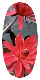 DASOV 026 Water Lily Red